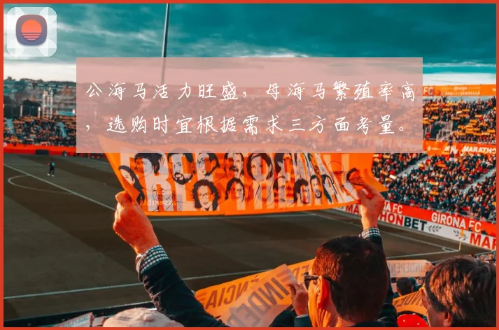 公海马活力旺盛，母海马繁殖率高，选购时宜根据需求三方面考量。